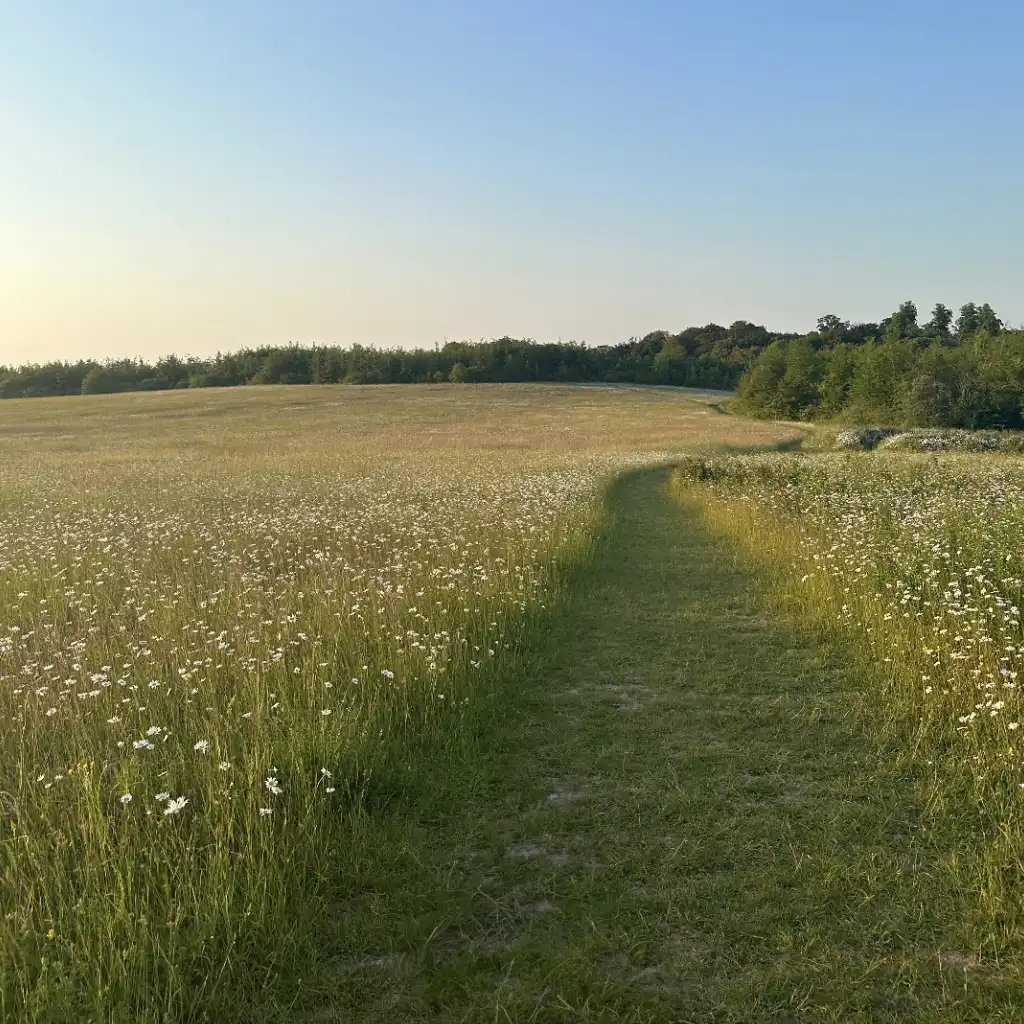 A narrow dirt path winds through a field of tall grass and wildflowers, leading towards a distant line of trees under a clear blue sky.